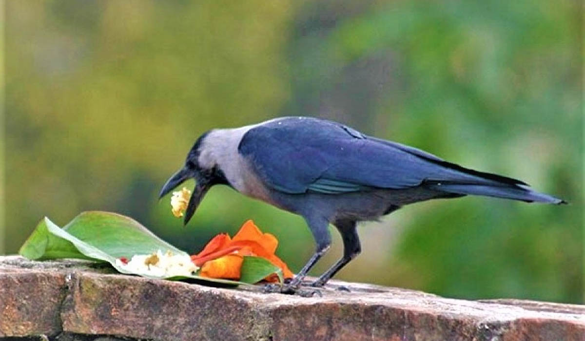 तिहार सुरु, आज पहिलो दिन काग तिहार मनाइँदै